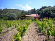 sardinien-ferienhaus-ciliega-alleinlage sardinien-ferienhaus-ciliega-alleinlage