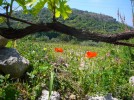 sardinien_mandorla sardinien_mandorla
