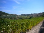 sardinien-ferienhaus-casa-rurale-puttu-weinberge