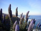 frühling an der westküste von sardinien