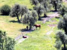 Sardinien-Bosa-Pferdehof Piccolo Paradiso