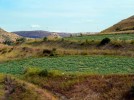 Sardinien Artischocken