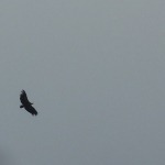 Gänsegeier, Bosa, Sardinien