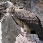 Gänsegeier, Bosa, Sardinien