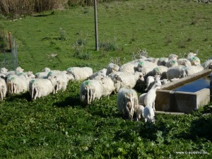 Sardische Küche