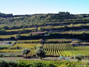 Terrassierte Weinberge am Hang
