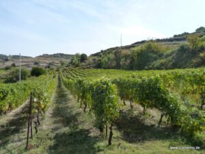Weinberg mit Rebenreihen in hügeliger Landschaft