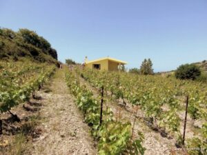 Ferienhaus Puttu: Weinberg mit dem Haus im Hintergrund