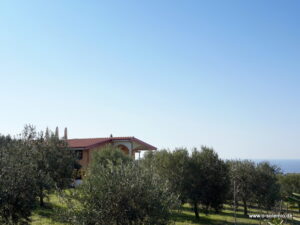 Das Haus liegt auf einem großen Grundstück mit Olivenhain
