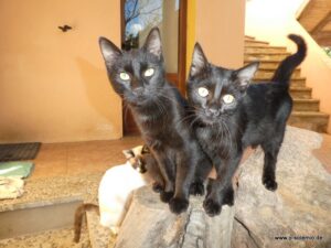 Katzen finden hier ein zu Hause