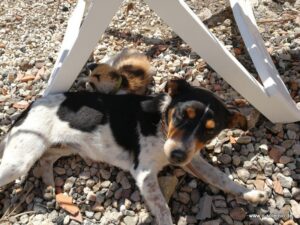 Kl. Hunde willkommen im Fischerhaus Domenica, Porto Alabe