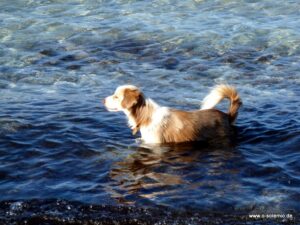 Mirte mit Pool