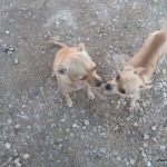 Ferienhaussuche leicht gemacht: Besonders geeignet für Urlaub mit dem Hund