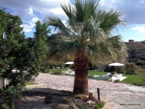Villa Smeralda: Palme und gepflasterter Weg zum Pool