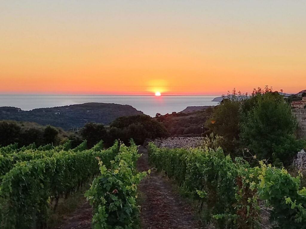 Carezza di Sole: Sonnenuntergang über Weinberg und Meer Carezza di Sole: Sonnenuntergang über Weinberg und Meer