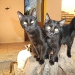 gästehaus mirte Last-Minute