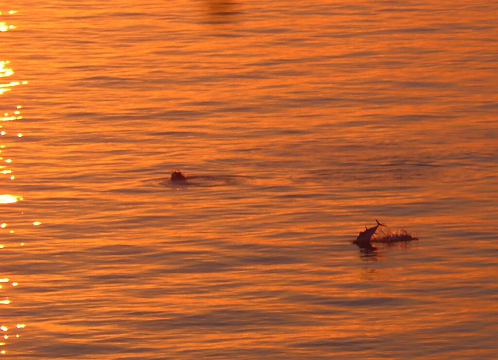 Thunfische im Meer vor Fischerhaus Domenico Urlaub im Fischerhaus