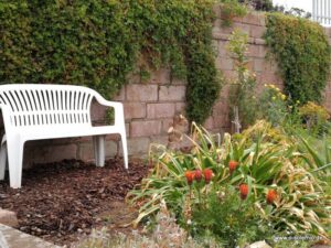 Zitronenbäumchen neben der Gartenbank
