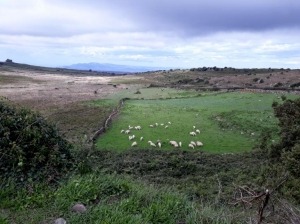 Sardische Schafe