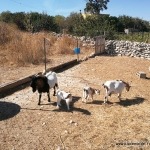 Bauernhof nahe Bosa, Nautilus
