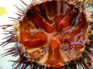 Eine Spezialität: rohe Seeigel
