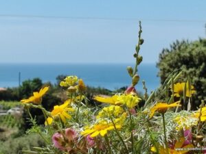Frühling an der Westküste