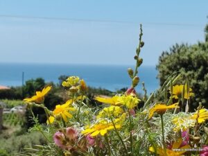 Gelbe Wildblumen mit Blick aufs Meer