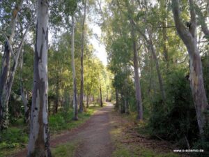 Der Weg zum Strand geht durch ein Eukalyptuswäldchen