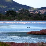 Flamingos im Stagno, Isola Tavolara