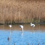 Flamingos bei Budoni, Ostkueste Sardinien