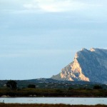 Flamingos bei Budoni, Ostkueste Sardinien