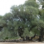 Olivastro. Uralte Olivenbäume
