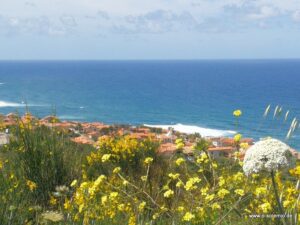 Gelbe Wildblumen an der Küste mit Blick aufs Meer