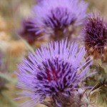 Am Strand vor Aquamare