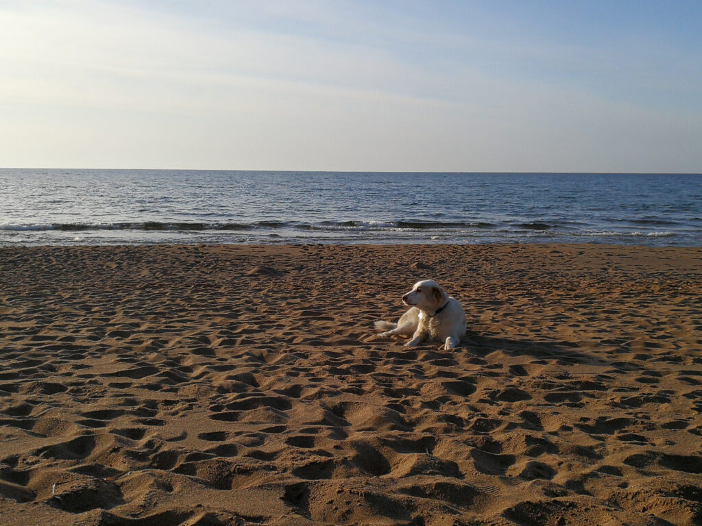 Hunde am Strand - Sardinien - Dogbeach Hunde am Strand - Sardinien - Dogbeach