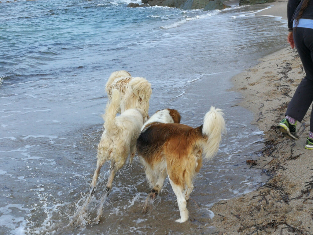 Sardinien - Dogbeach-Hunde am Strand Sardinien - Dogbeach-Hunde am Strand