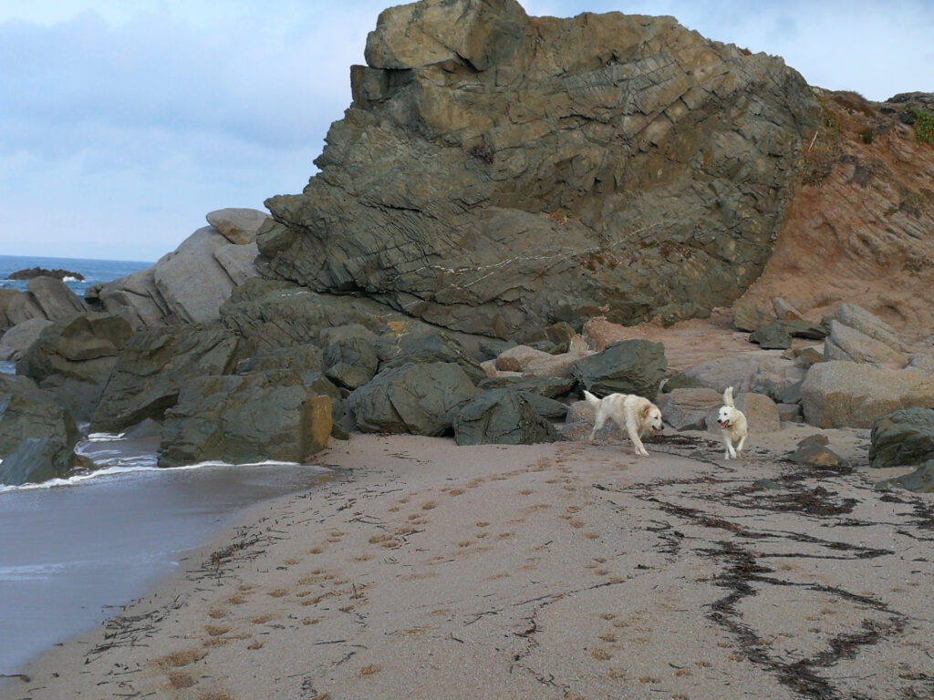 Dogbeach-Sardinien - Hunde am Strand Dogbeach-Sardinien - Hunde am Strand
