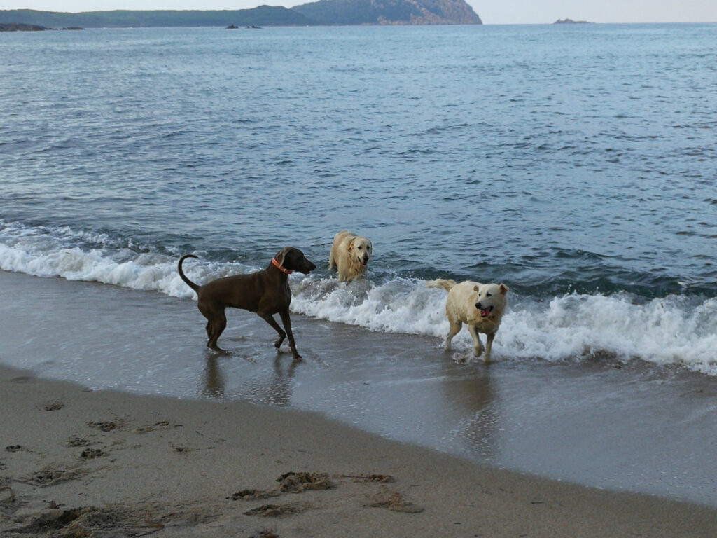 Hunde am Strand - Sardinien - Dogbeach Hunde am Strand - Sardinien - Dogbeach