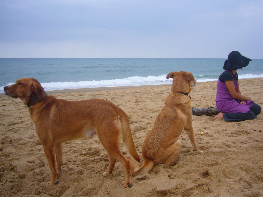 Sardinien - Dogbeach-Hunde am Strand Sardinien - Dogbeach-Hunde am Strand