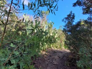 Kakteenwälder säumen den Weg