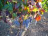 Sardinien_weinlese Sardinien_weinlese