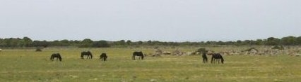 giara di gesturi sardinien giara di gesturi sardinien