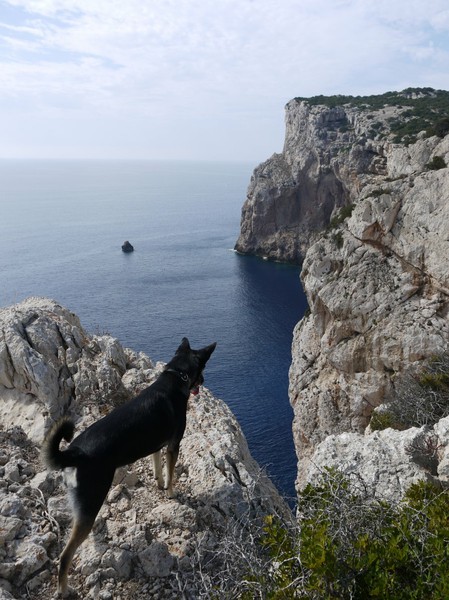 Gästebuch Sardinien, Bellavista: die Organisation hat prima geklappt 1 hund am meer