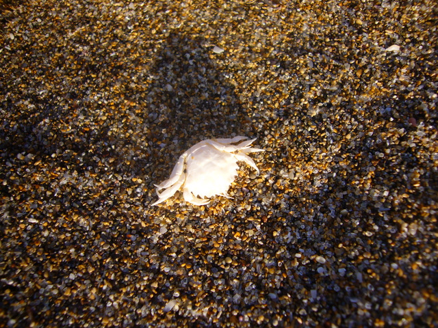 sardinien-porto-alabe-strand-krebs sardinien-porto-alabe-strand-krebs